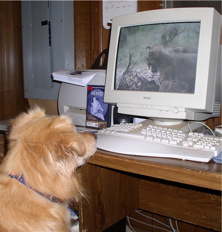 Emma watching wolf video
