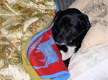Tired dog (Gunnar)