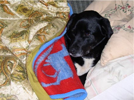 Tired dog (Gunnar)