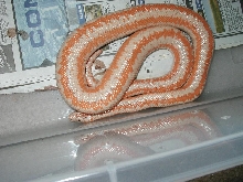 Is She Pregnant?
