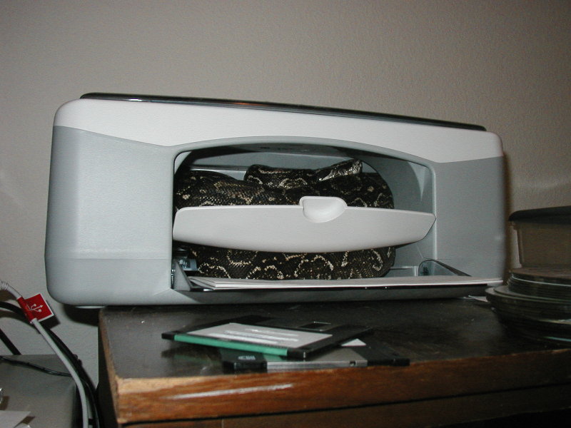 boa in a printer1
