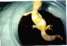 One of my albino leopards.