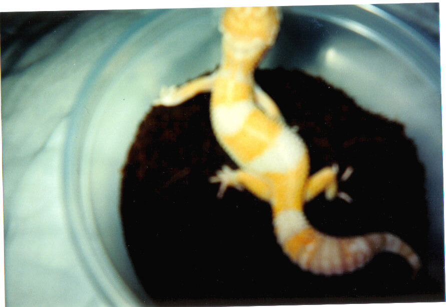 One of my albino leopards.