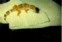 Tangerine Leopard