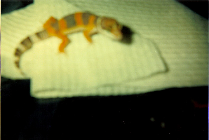 Tangerine Leopard