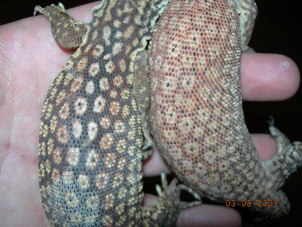 akies 2