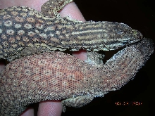 ackies 3