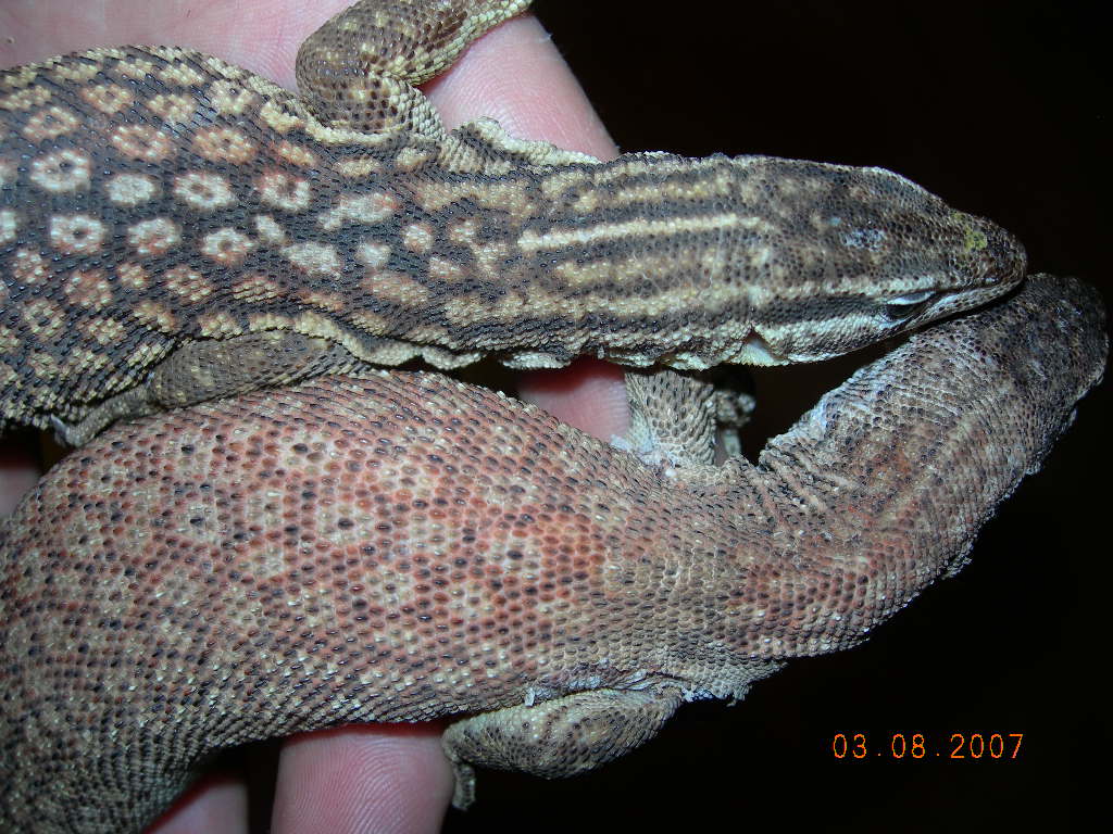 ackies 3