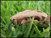 Boa in the grass