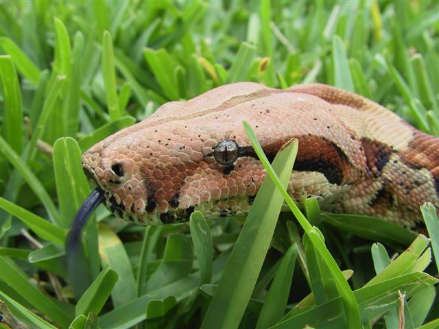Boa in the grass