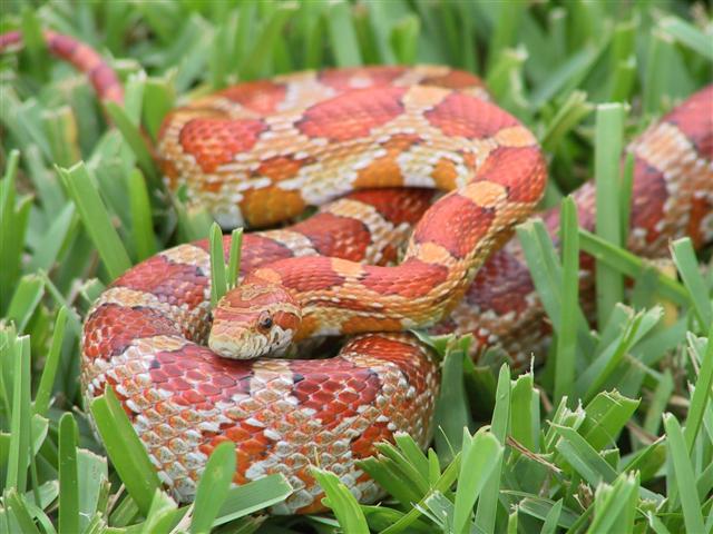 Normal corn
