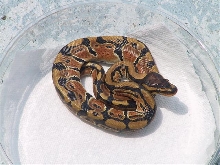 Ball Python