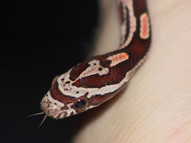 Hatchling