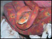 Amazon Tree Boa