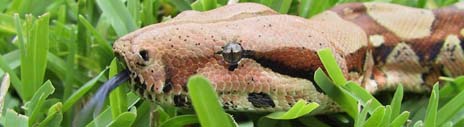Boa