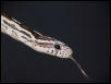 Hatchling (Anery)