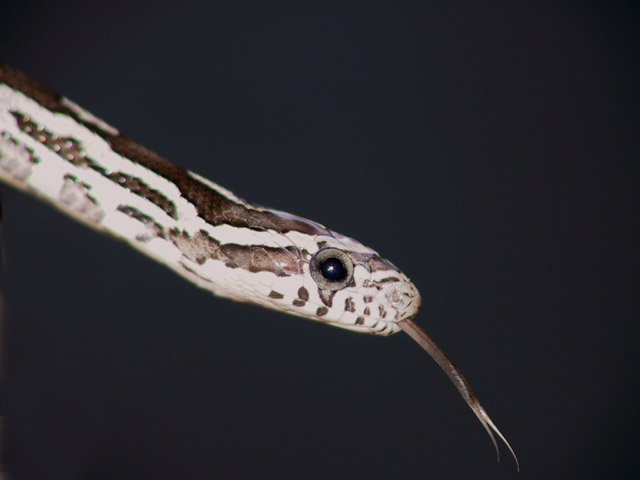 Hatchling (Anery)