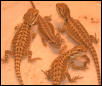 TIGERSTRIPE X HYPO
