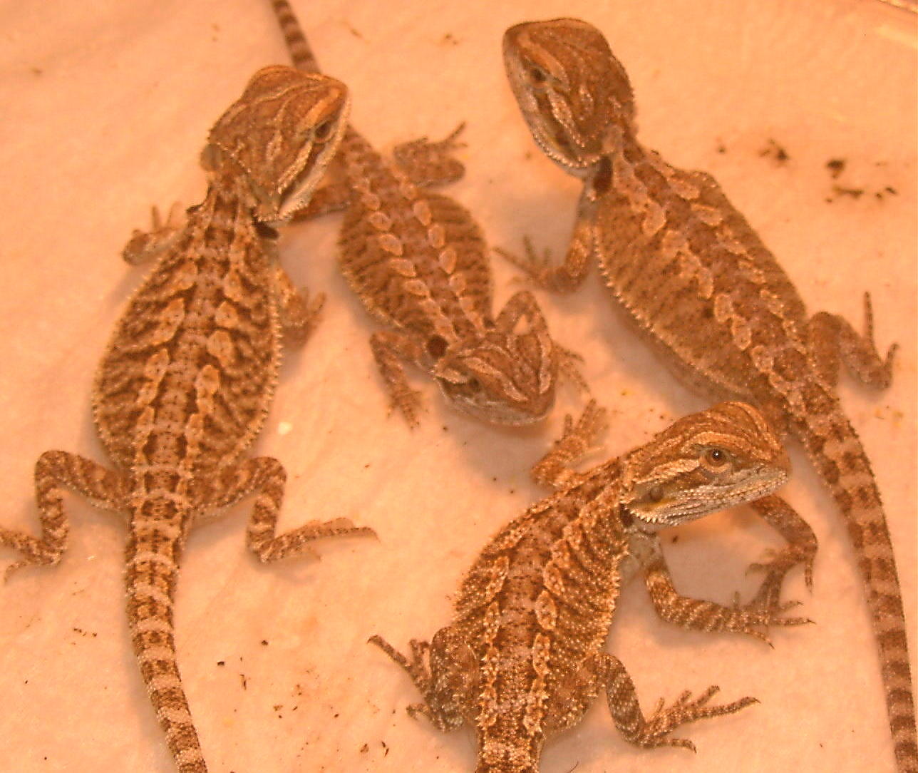 TIGERSTRIPE X HYPO