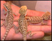 Orange/Purple Tigerstripe X Hypo 6 weeks