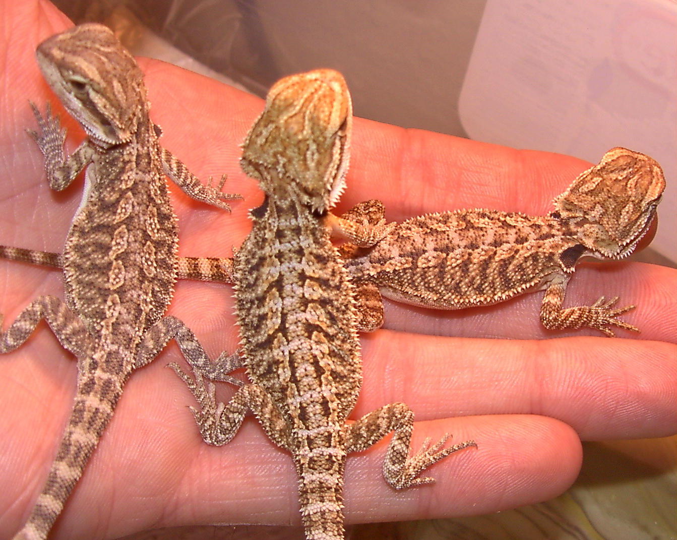 Orange/Purple Tigerstripe X Hypo 6 weeks