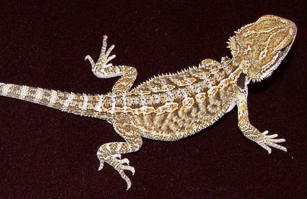 ORANGE TIGERSTRIPE X HYPO