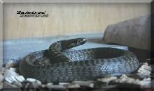 elaphe hohenackeri