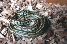 situlamilos