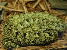 viper