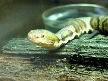 copperhead