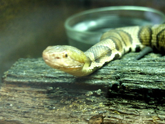 copperhead