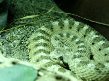sidewinder