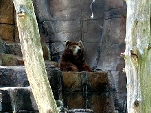 bear