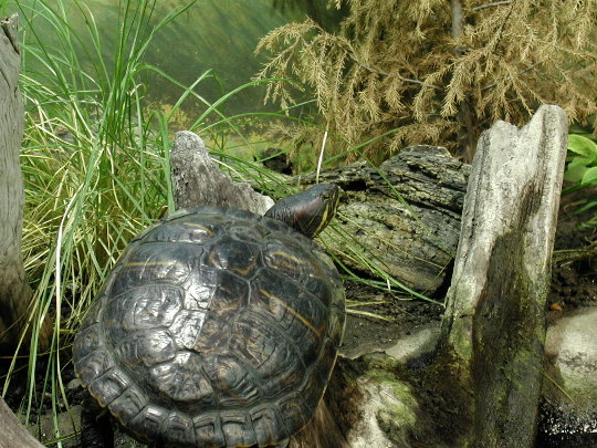 turtle