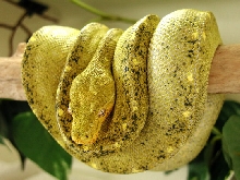 chondro