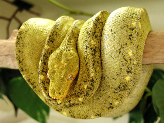 chondro
