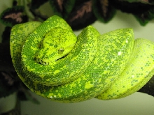 chondro