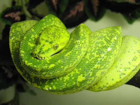 chondro
