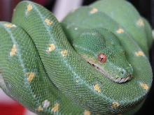 chondro