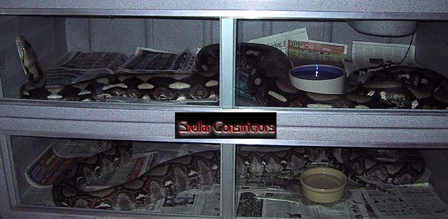 Adult Retics