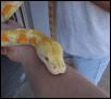 Albino Retic Head
