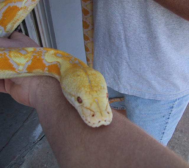 Albino Retic Head