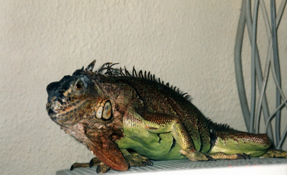 My iguana