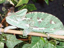 Female Veiled