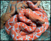 Albino Retic