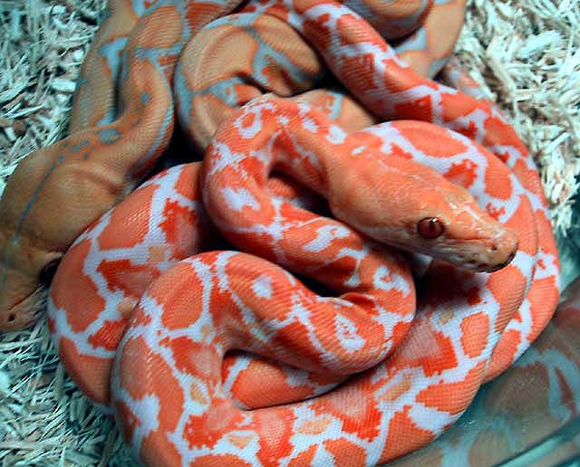 Albino Retic