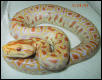 Albino Het Granite Burmese Python