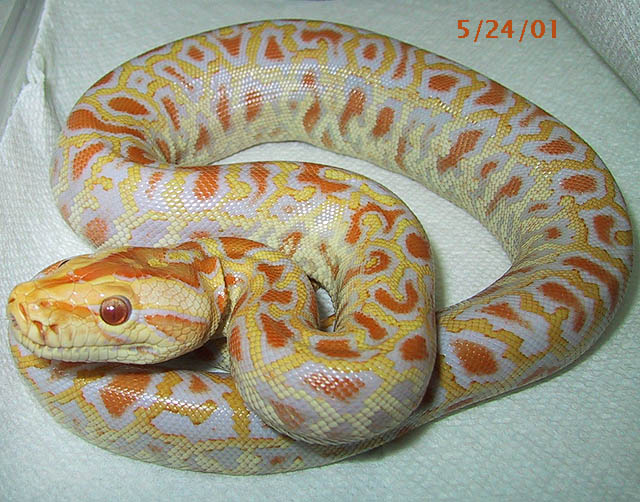 Albino Het Granite Burmese Python