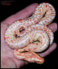 Albino Het Granite Burmese Python
