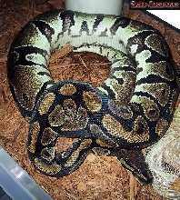 Gravid Ball Python